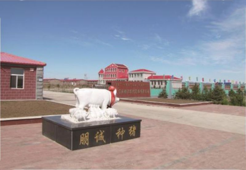 內蒙古朋誠種豬場